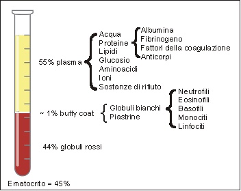 Donare il sangue a Roma Garbatella e Roma EUR